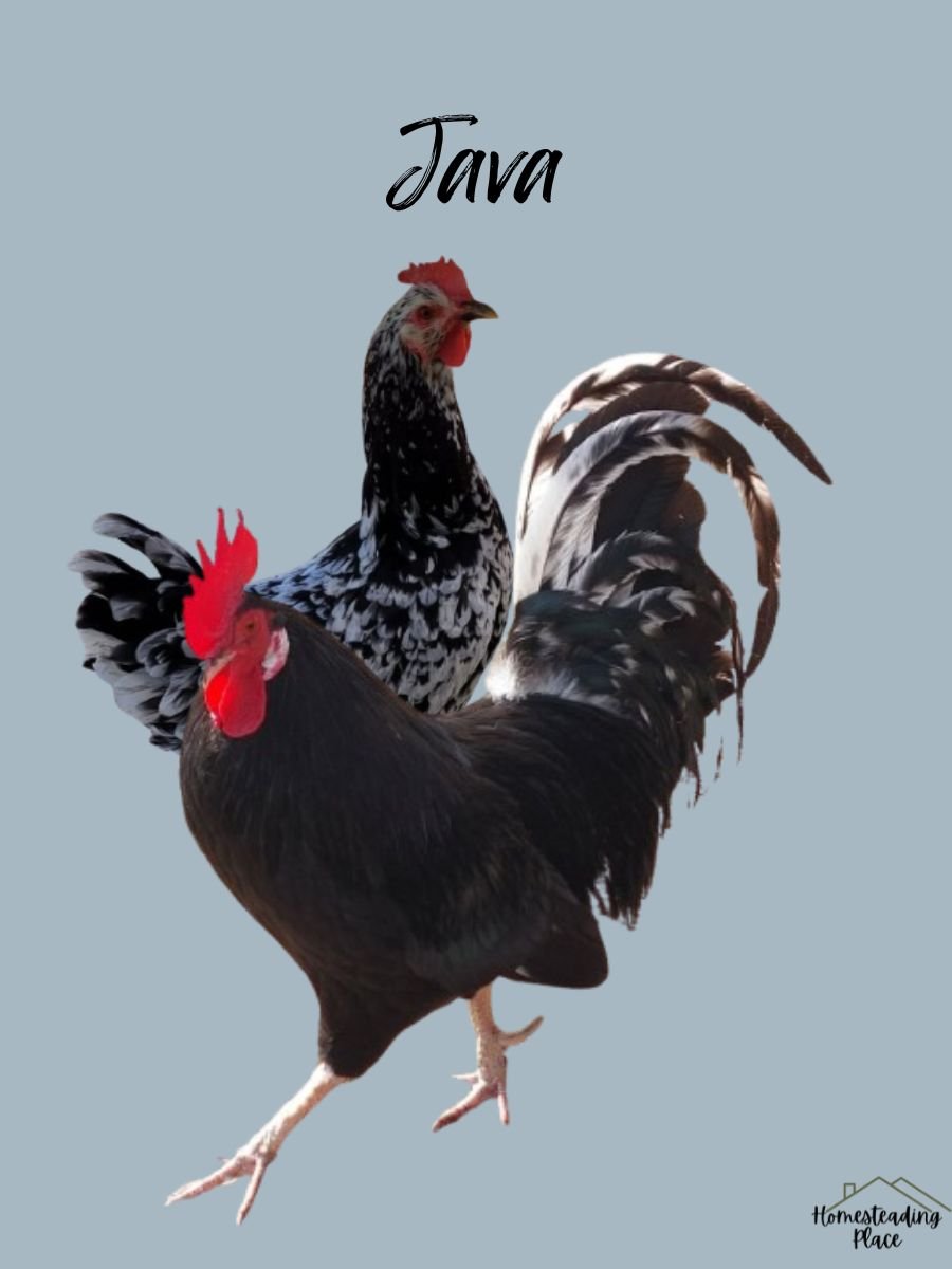 Java chickens 