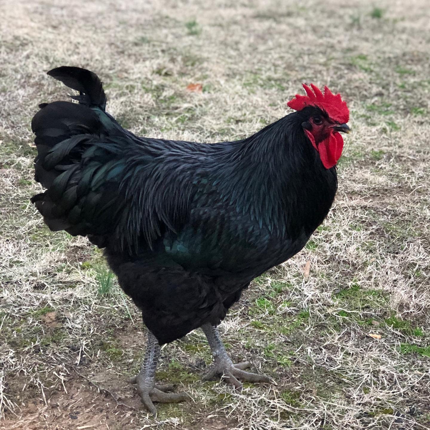 Jersey Giant rooster