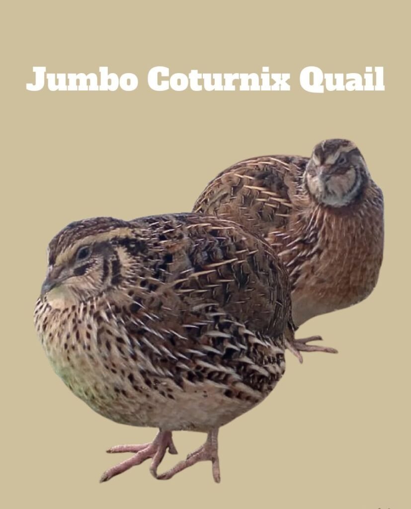 Jumbo Coturnix Quail