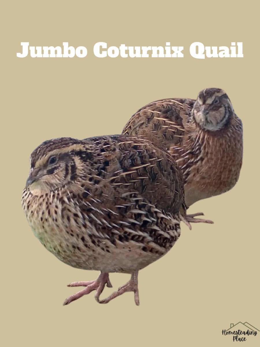 Jumbo Coturnix Quail