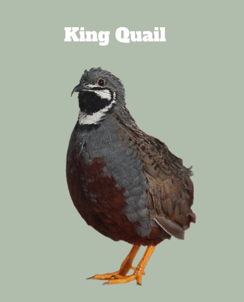 King Quail