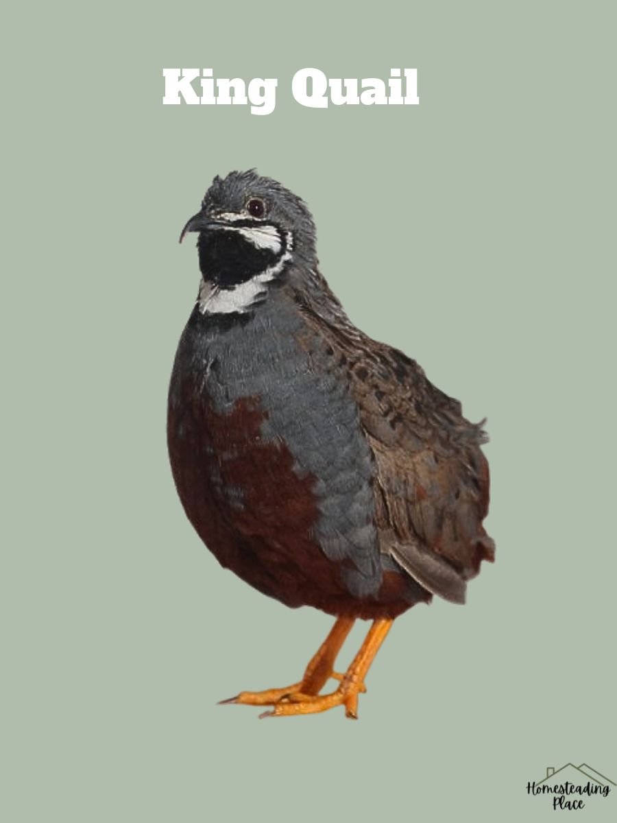 King Quail