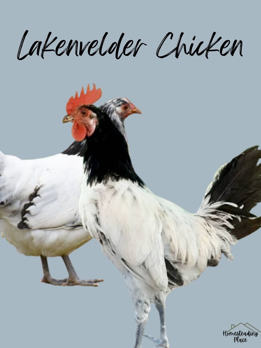 Lakenvelder chickens