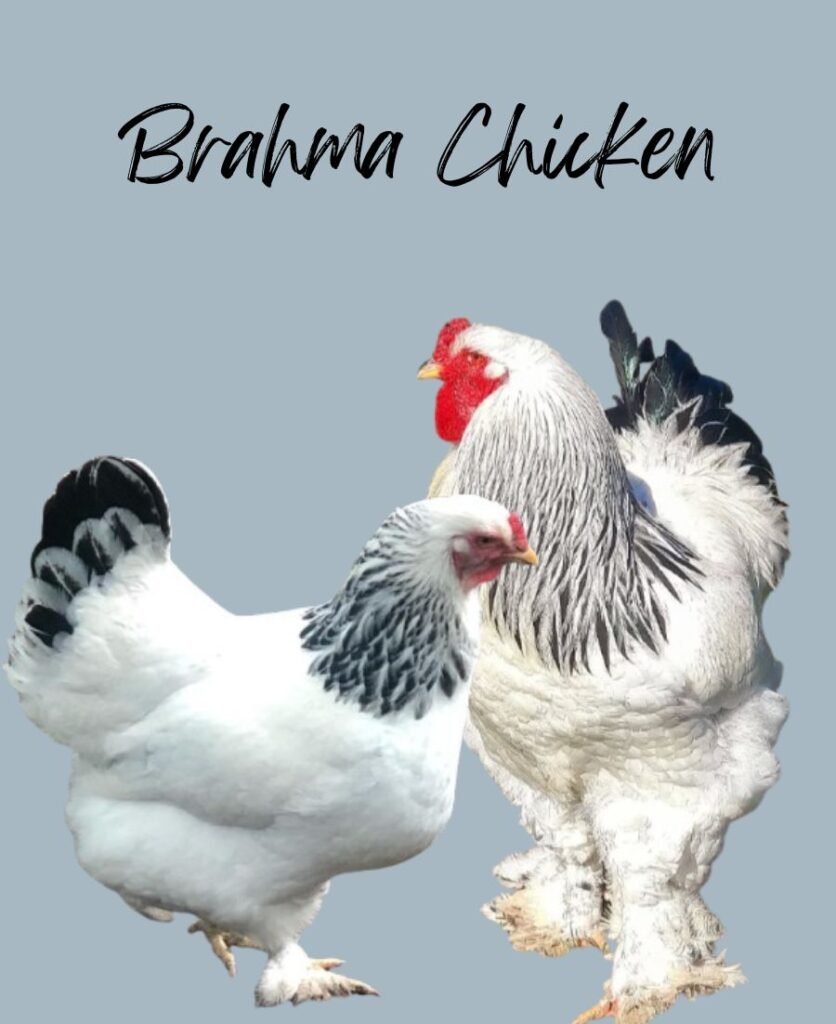 Light Brahma Chickens