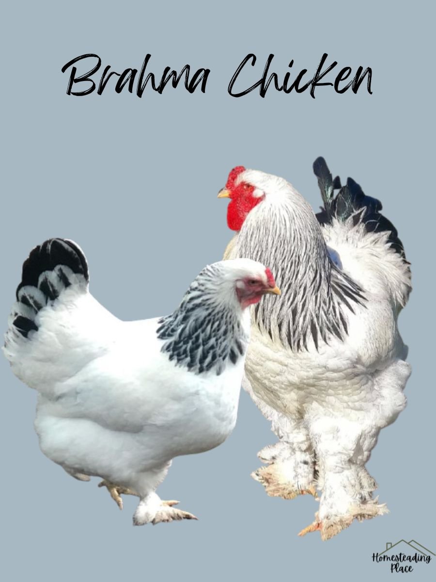 Light Brahma Chickens