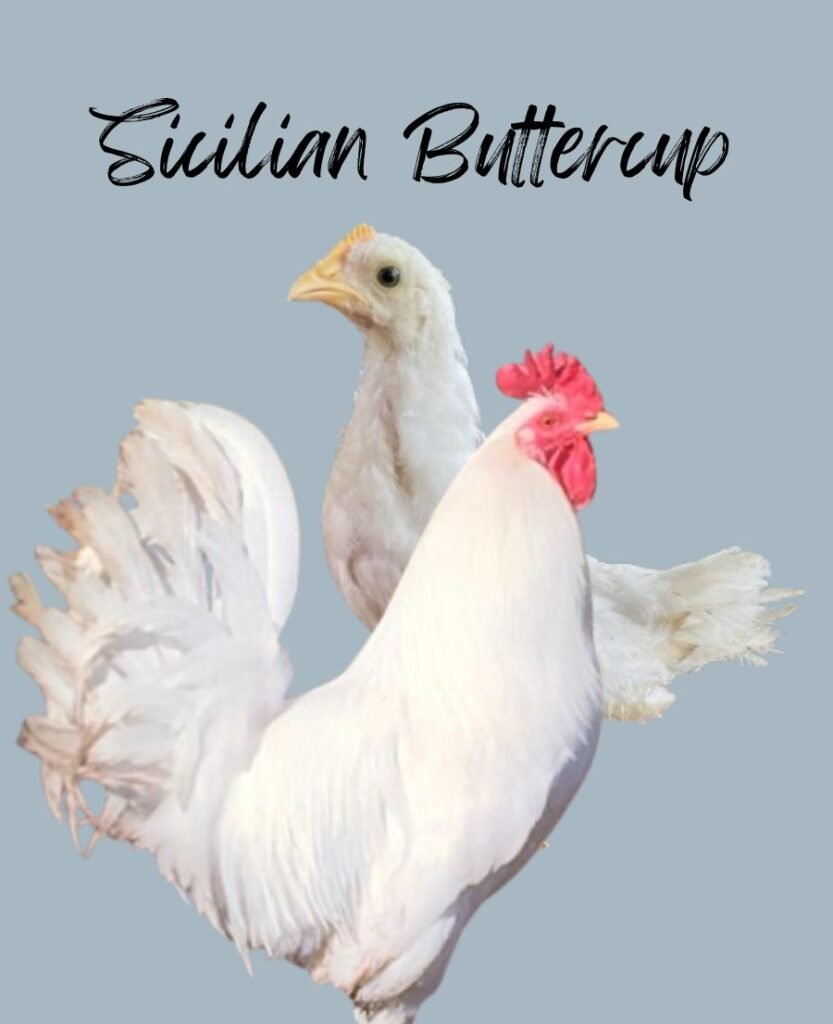 Light Sicilian Buttercup Chickens