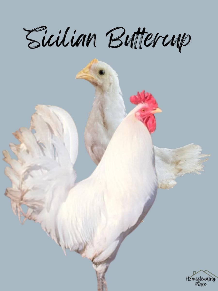 Light Sicilian Buttercup Chickens