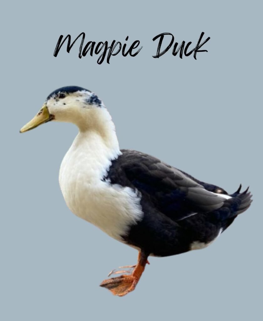 Magpie Duck