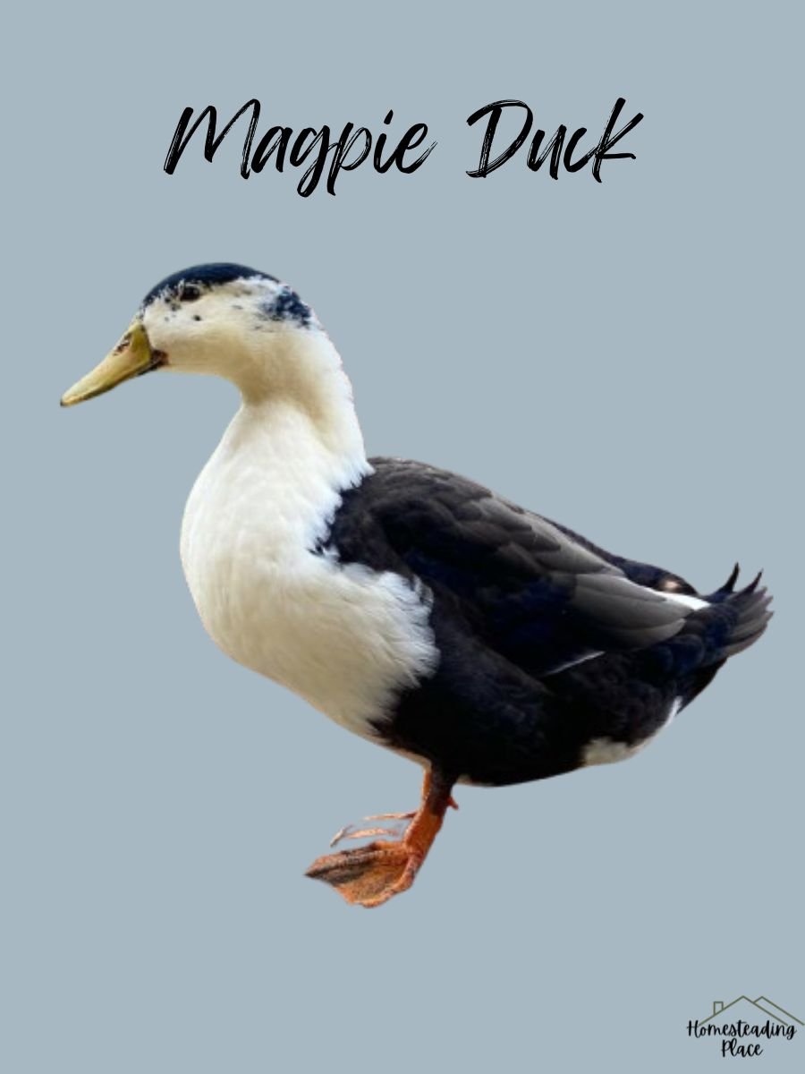 Magpie Duck