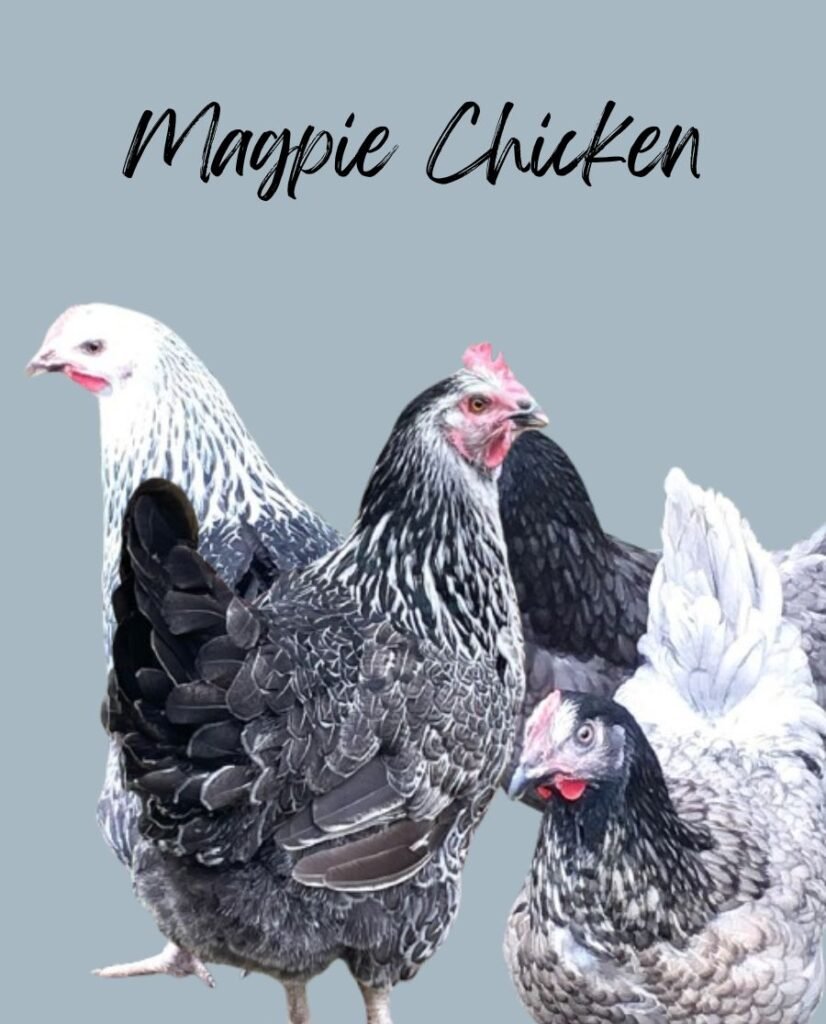 Magpie chickens