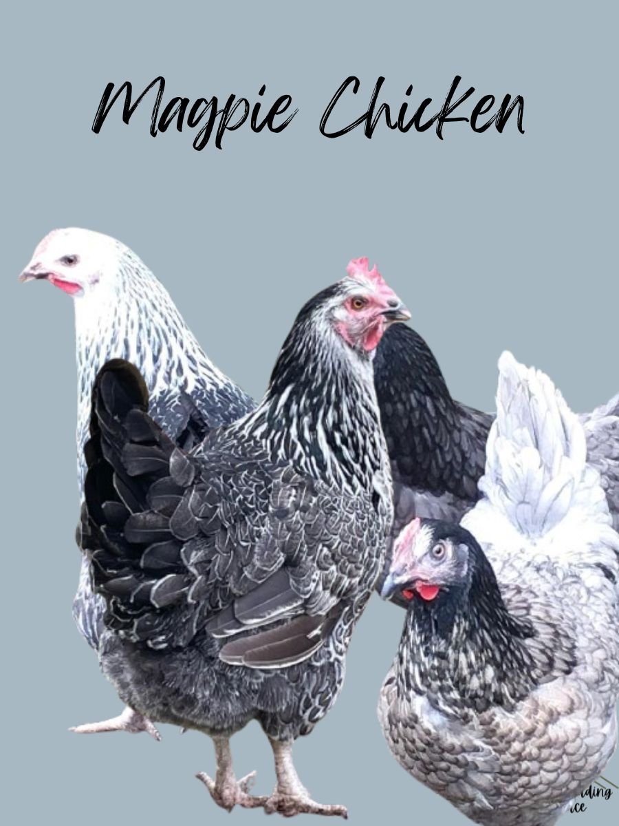 Magpie chickens