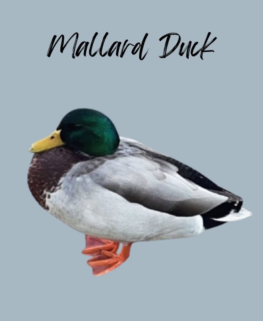 Mallard Duck
