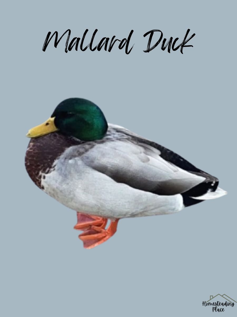 Mallard Duck