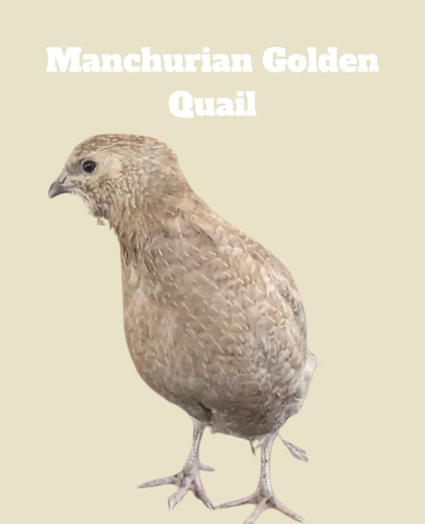 Manchurian Golden Quail