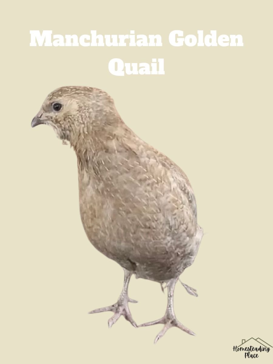 Manchurian Golden Quail