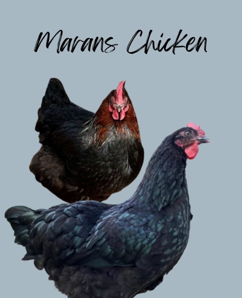 Marans chickens