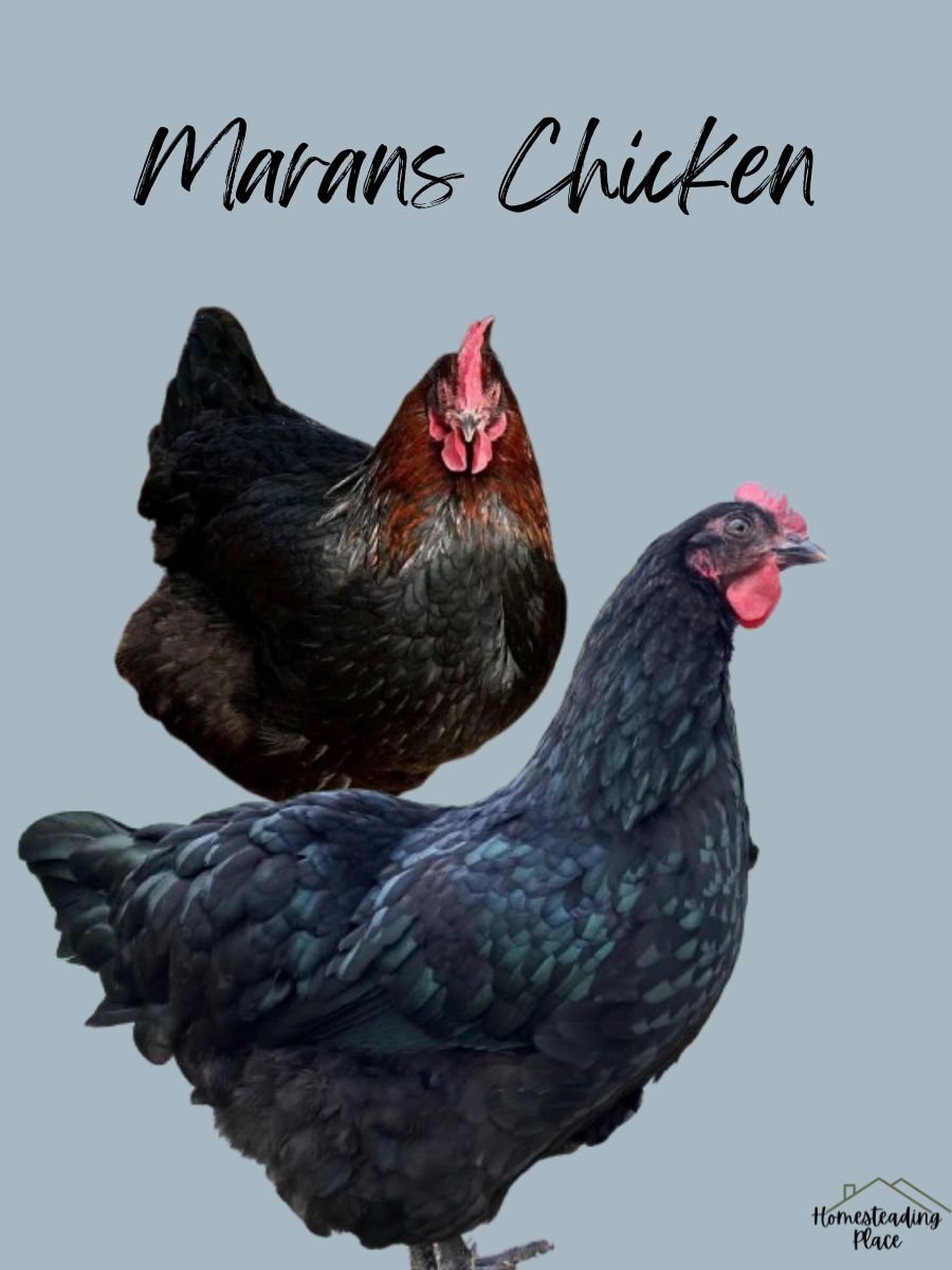 Marans chickens