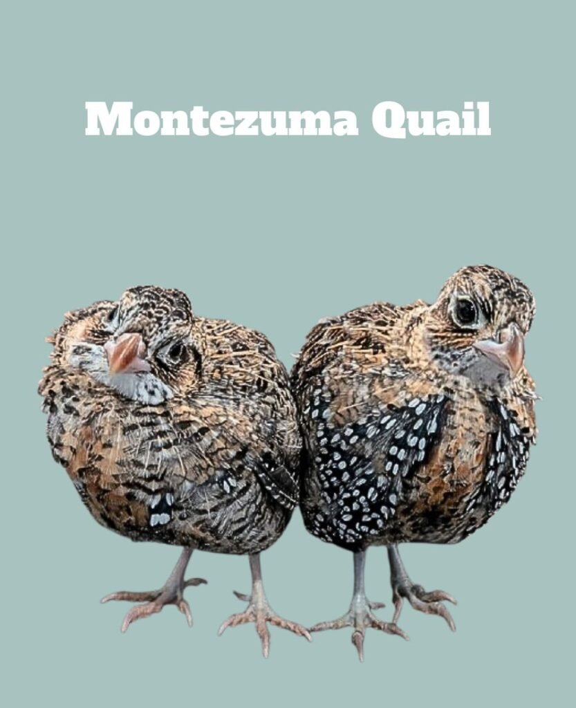 Montezuma Quail