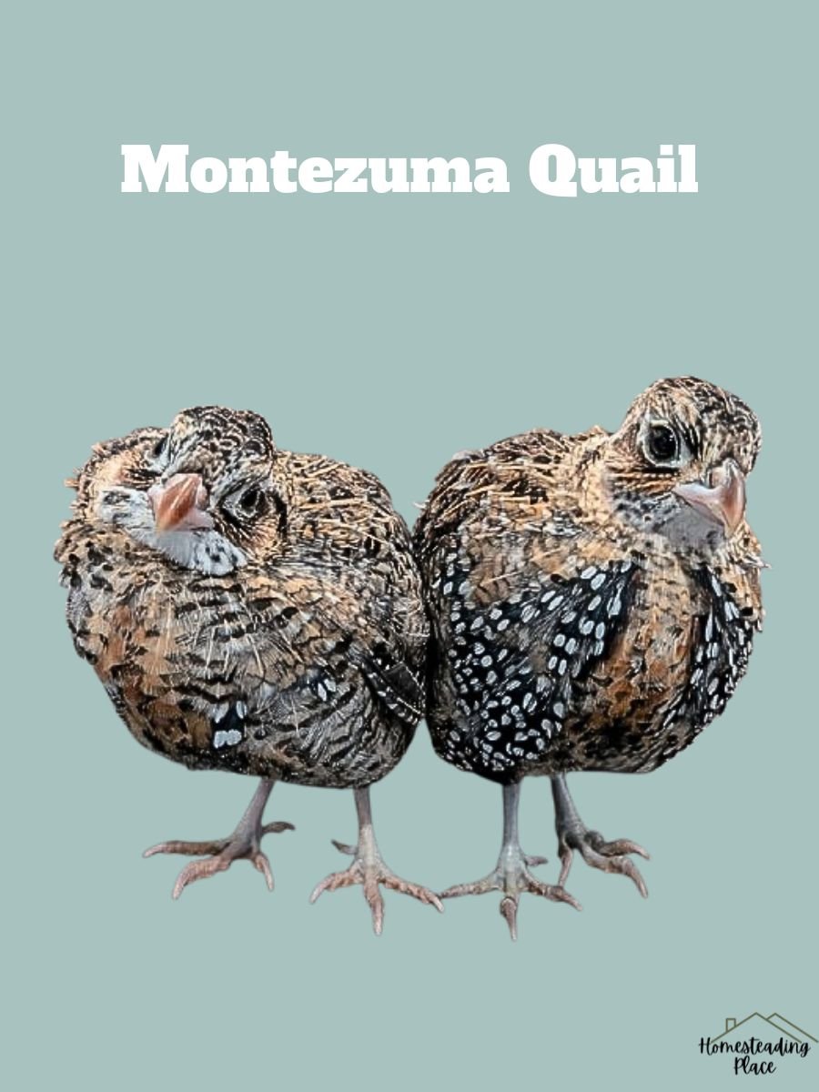 Montezuma Quail