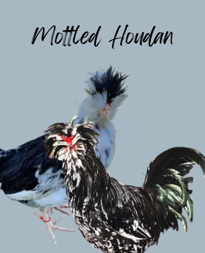 Mottled Houdan chickens