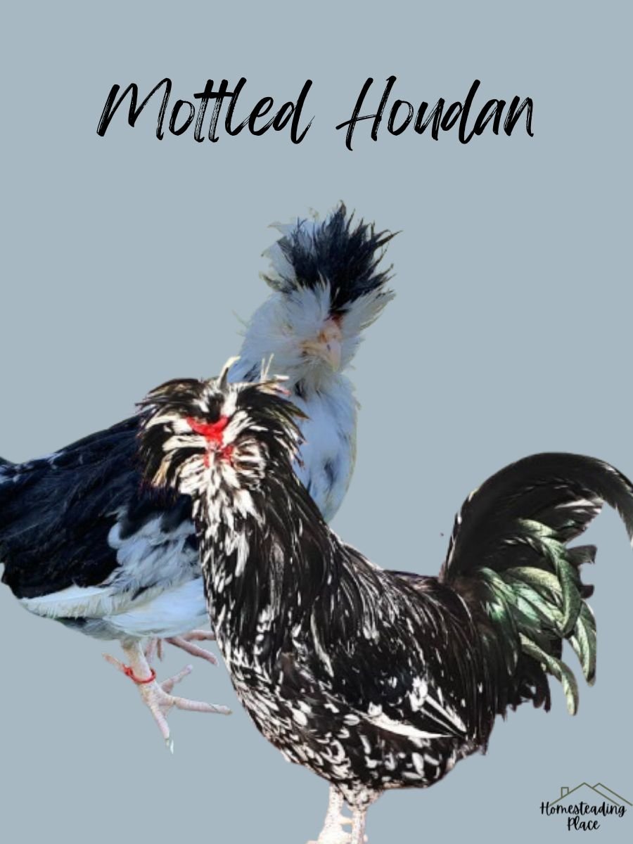 Mottled Houdan chickens