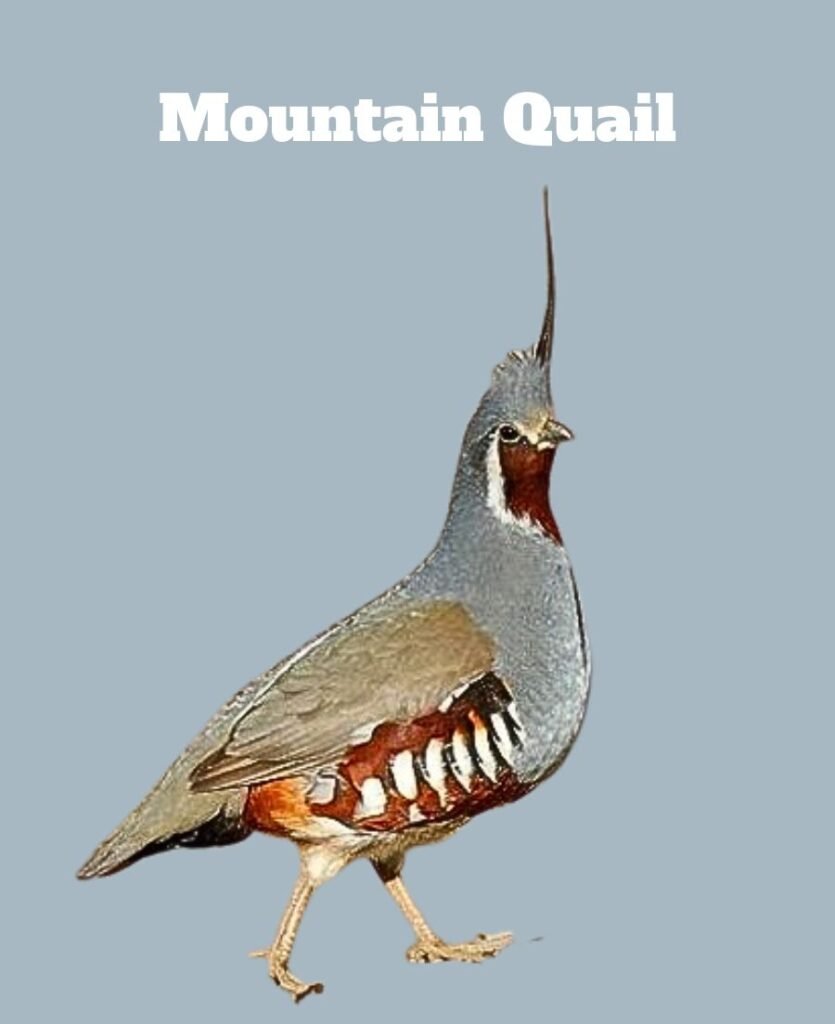 Mountain Quail