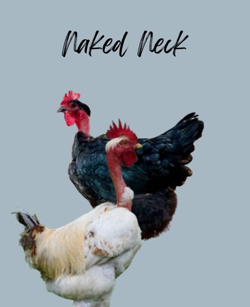 Naked Neck Chickens
