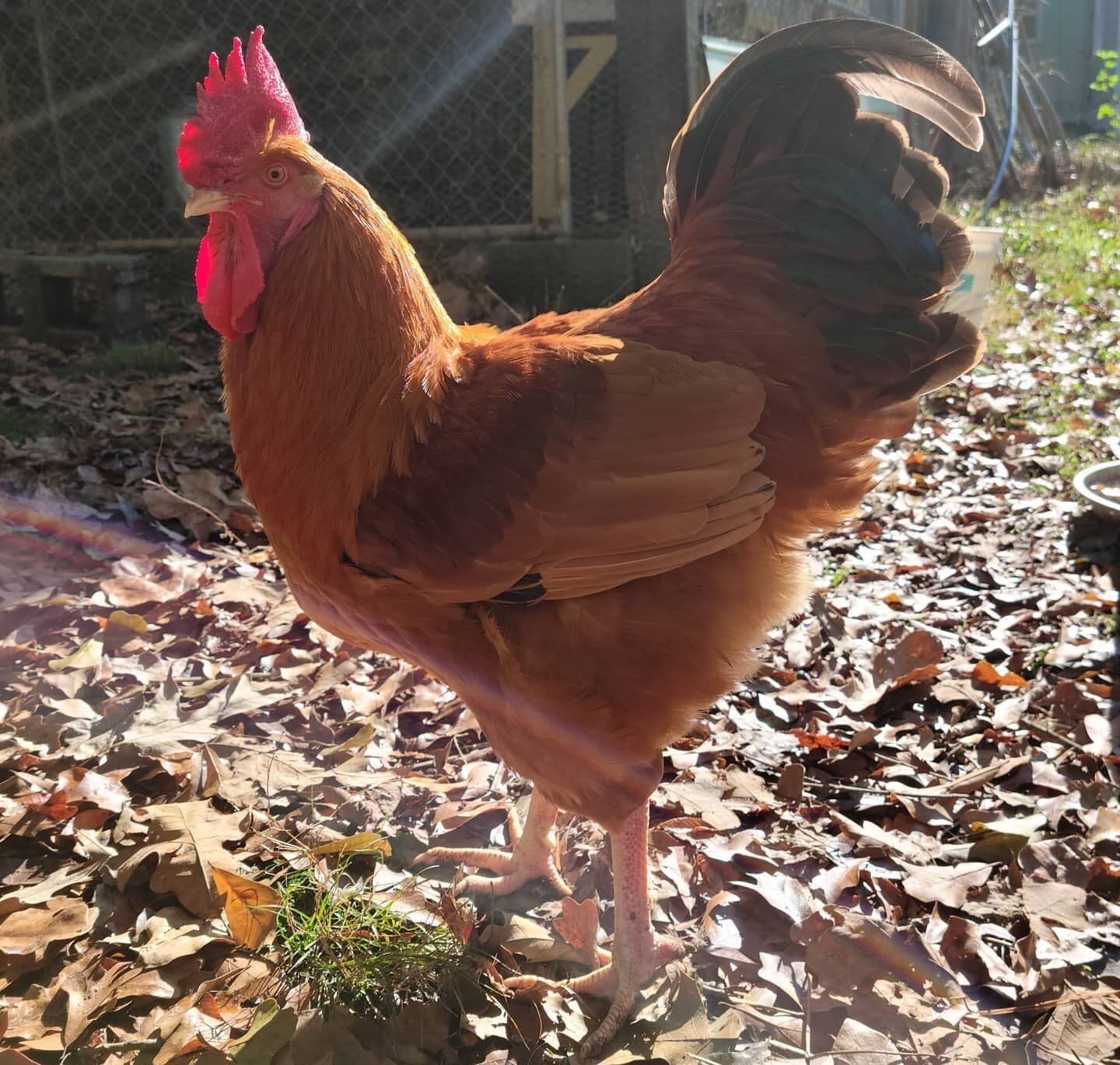 New Hampshire Red rooster