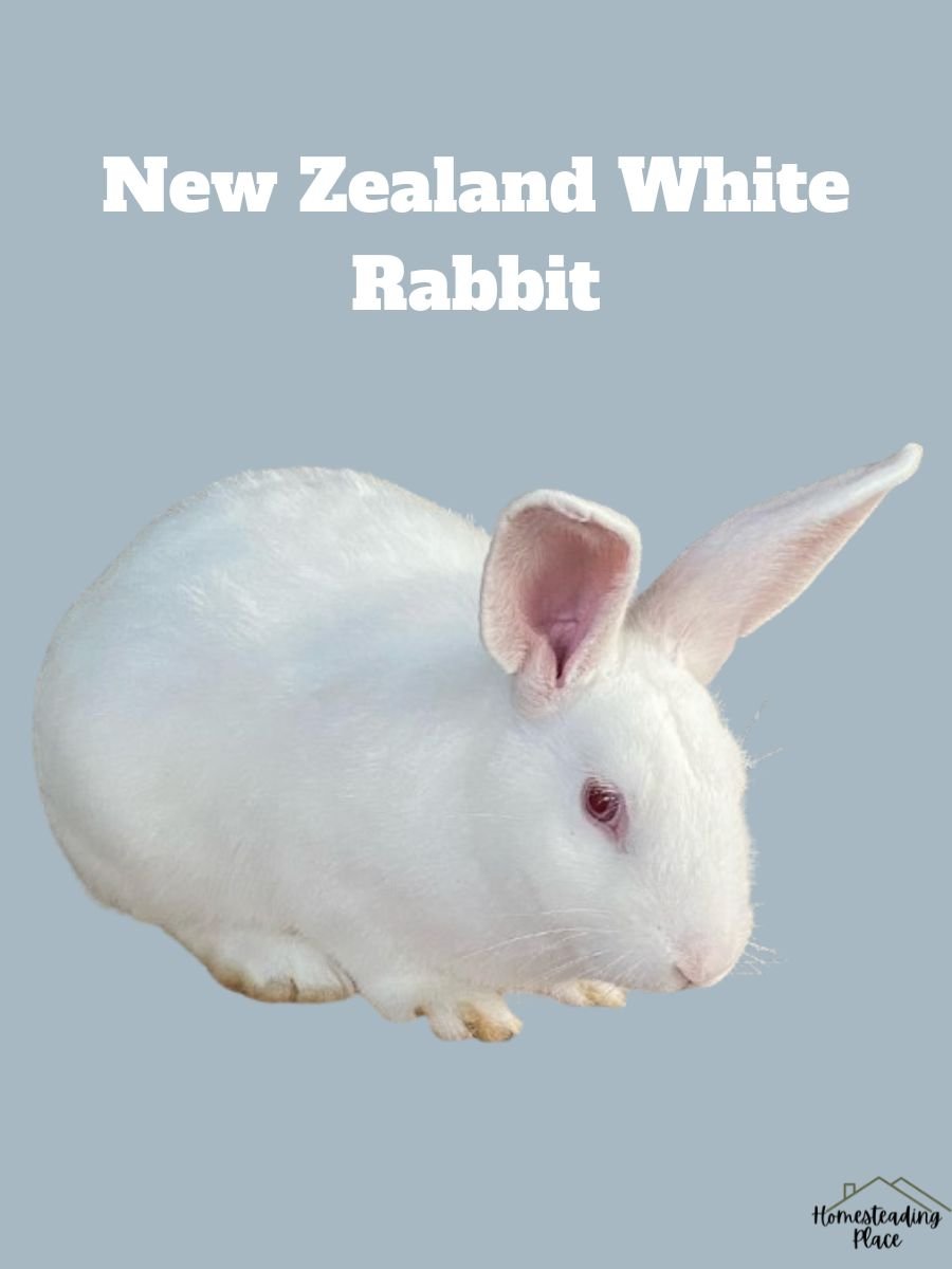 New Zealand White Rabbit