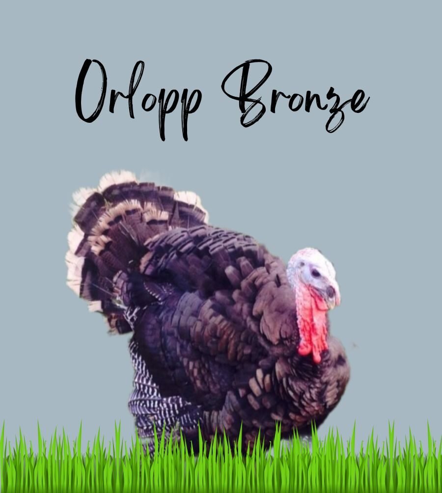 Orlopp Bronze