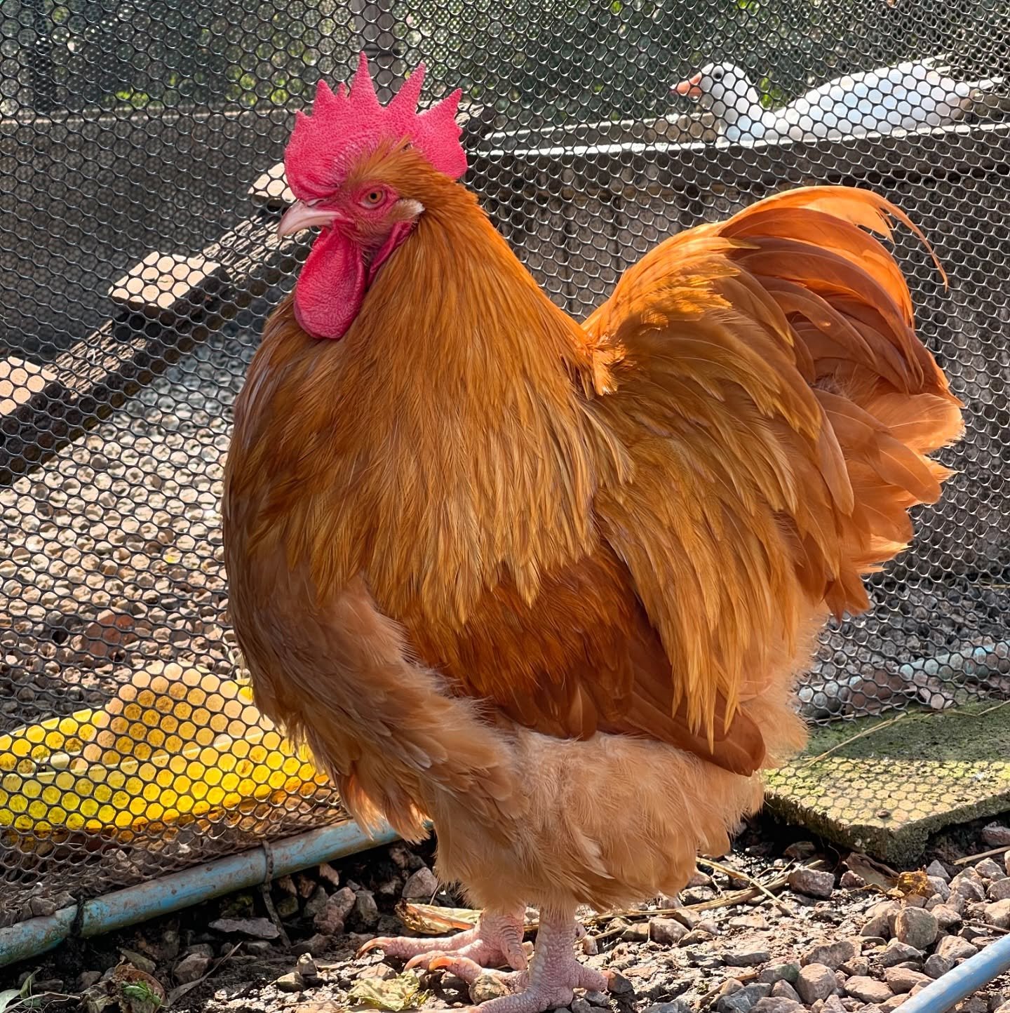 Orpington rooster under net enclosure