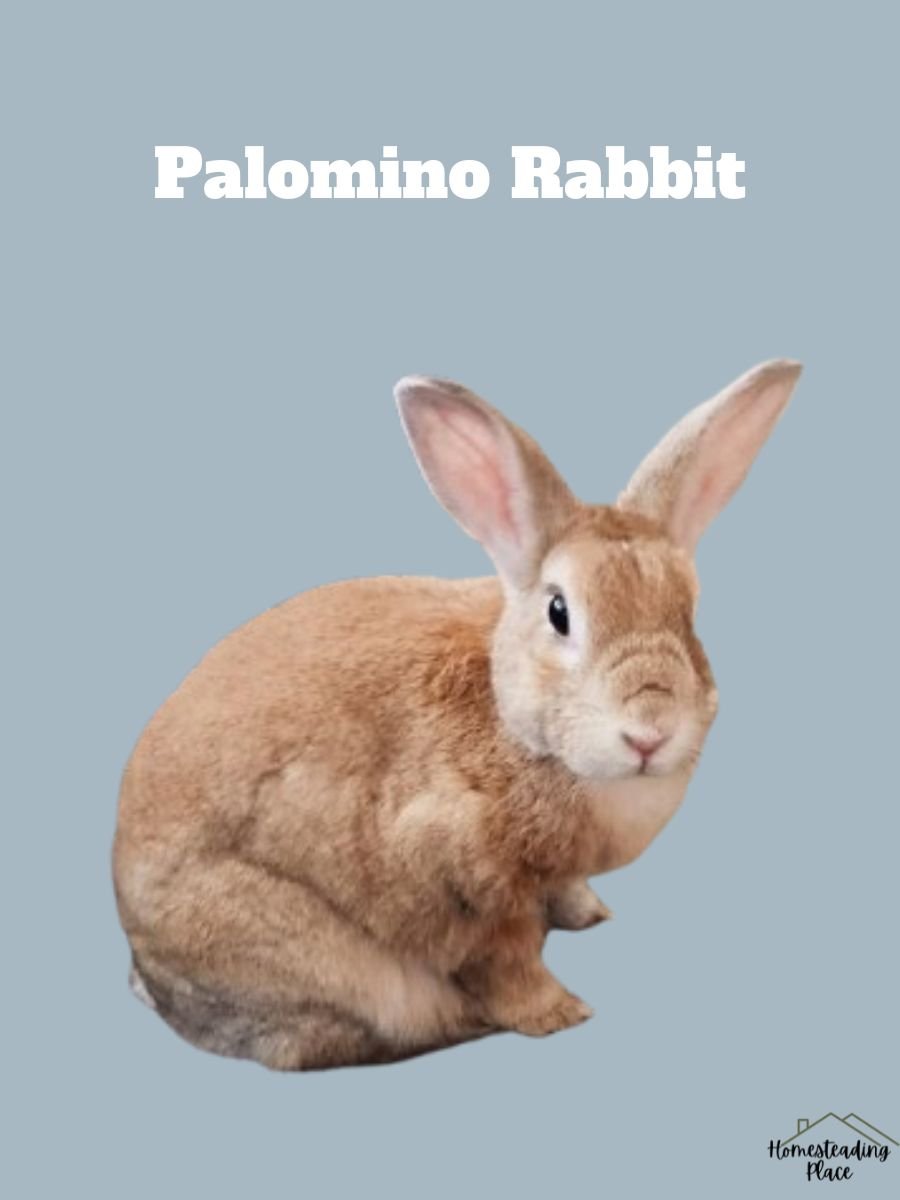 Palomino Rabbit