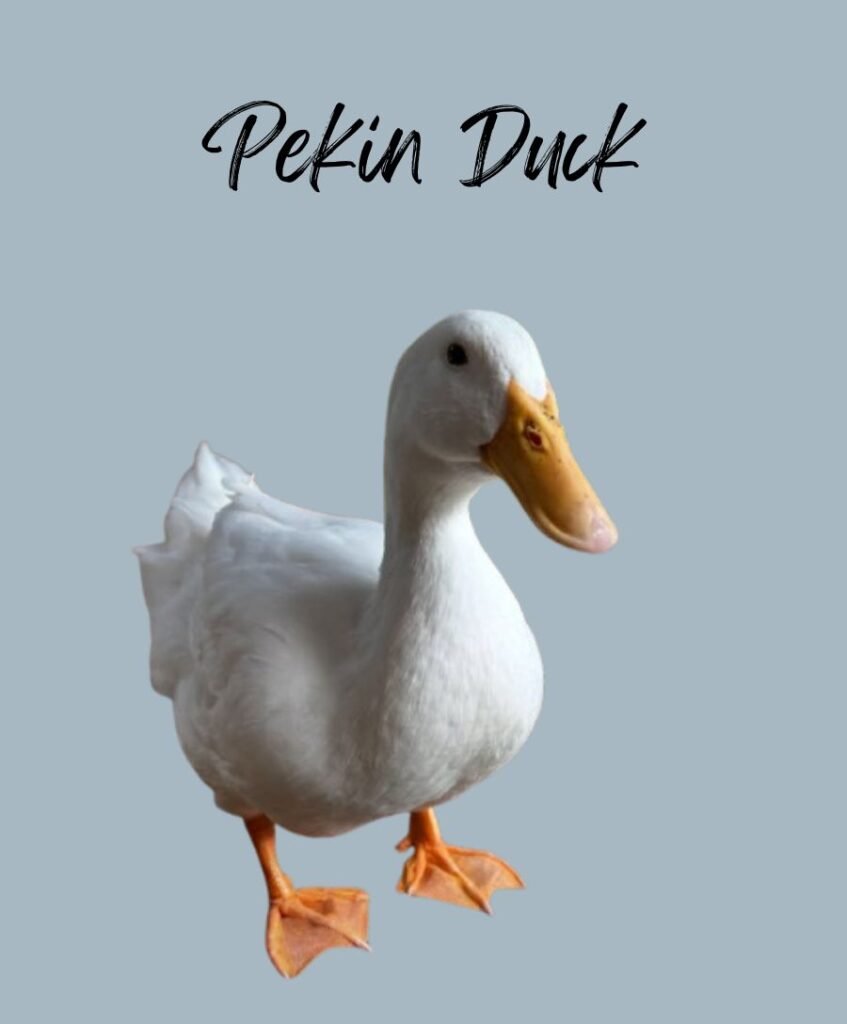 Pekin Duck