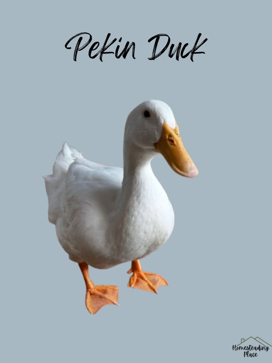 Pekin Duck