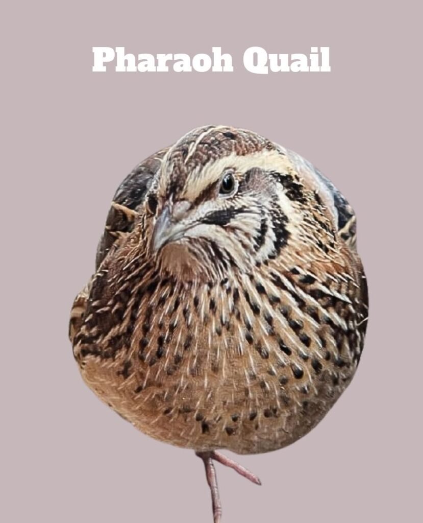 Pharaoh Quail