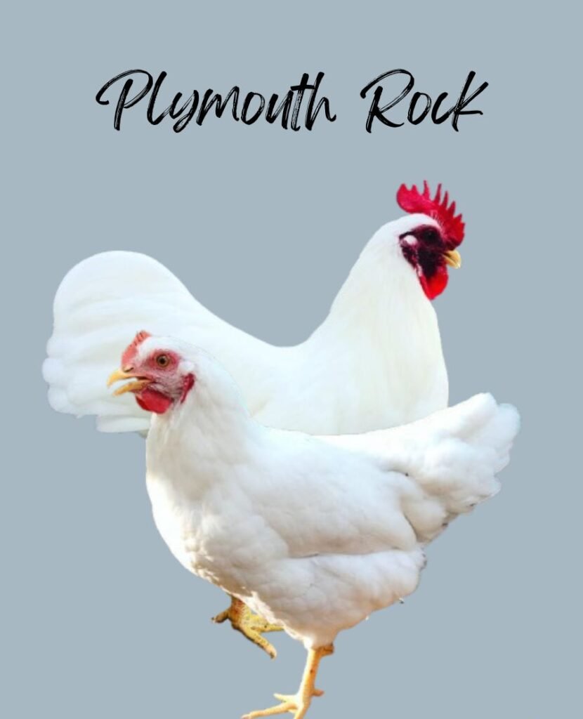 Plymouth Rock Chickens