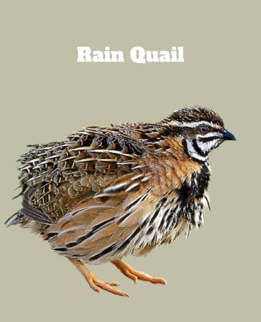 Rain Quail