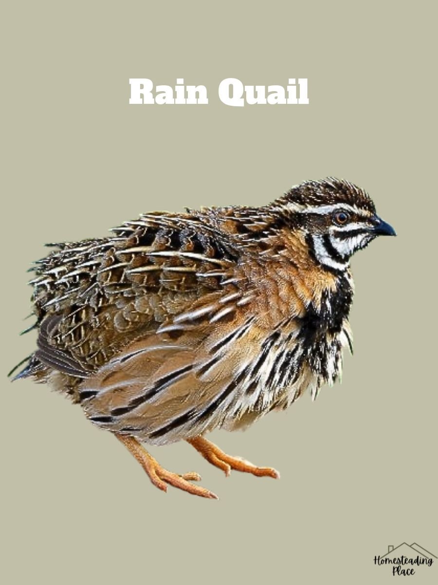 Rain Quail