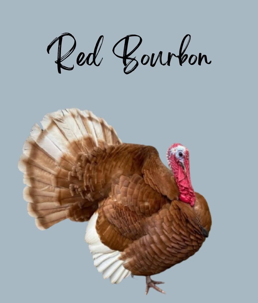 Red Bourbon