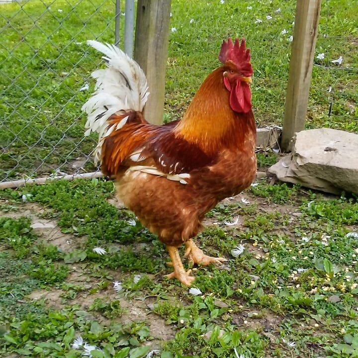 Red Ranger rooster