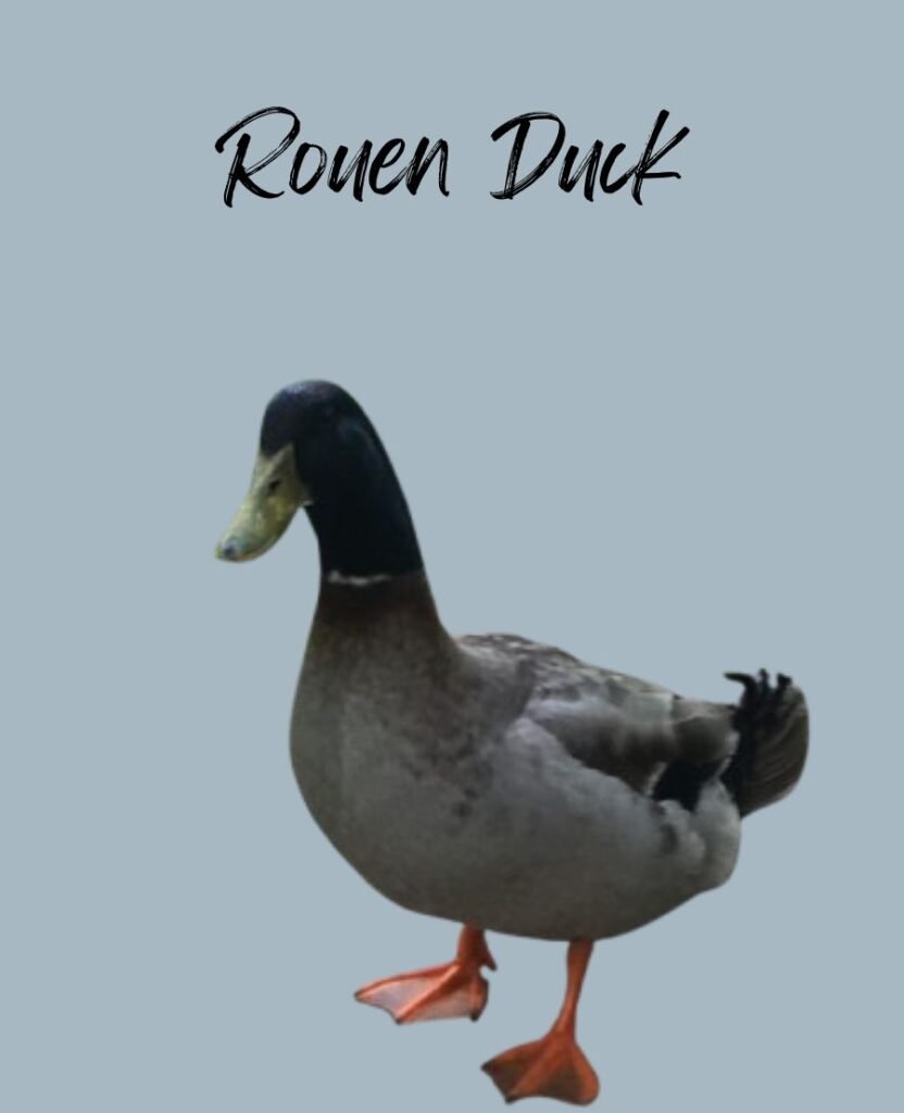 Rouen Duck