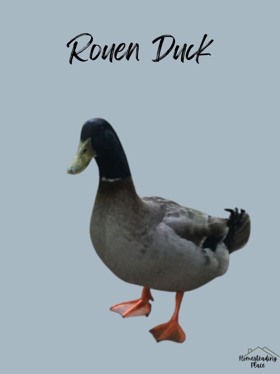 Rouen Duck