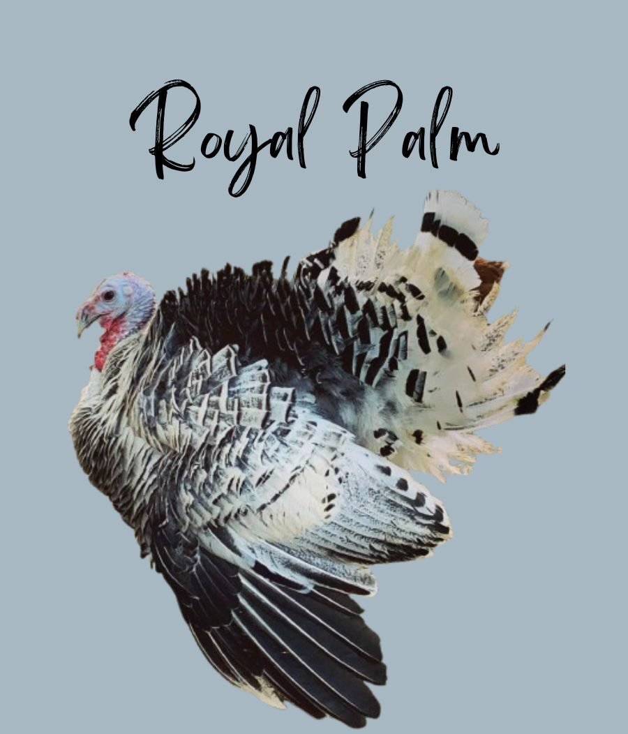 Royal Palm