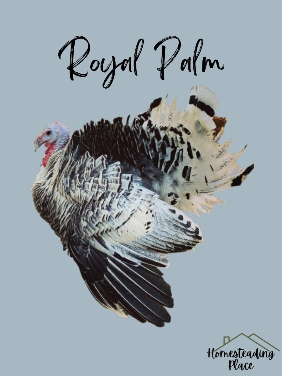 Royal Palm