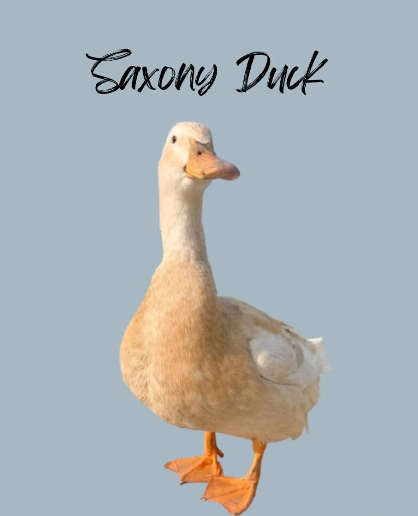 Saxony Duck