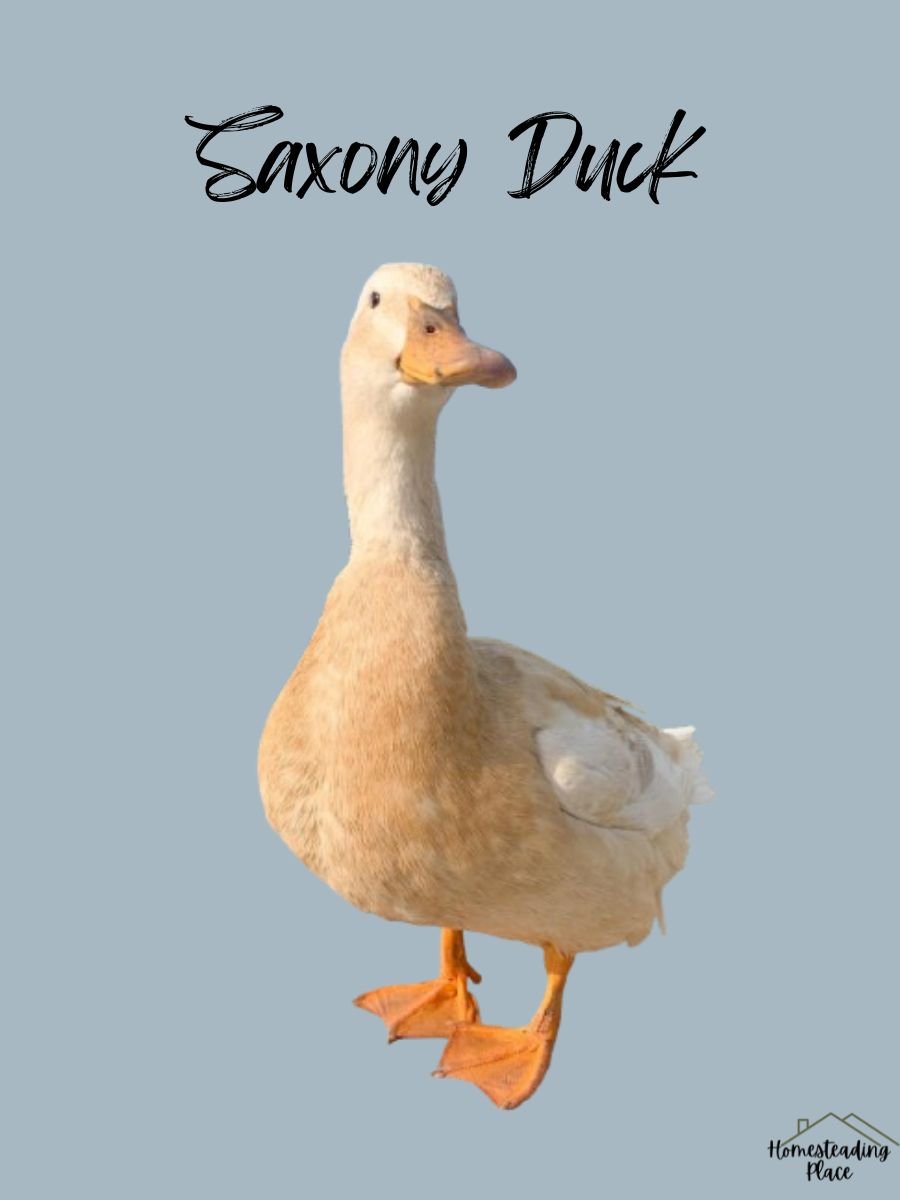 Saxony Duck