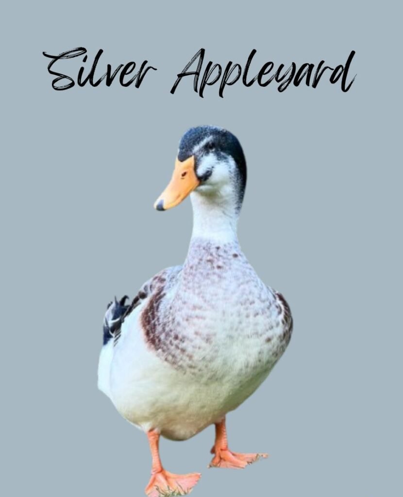 Silver Appleyard Duck