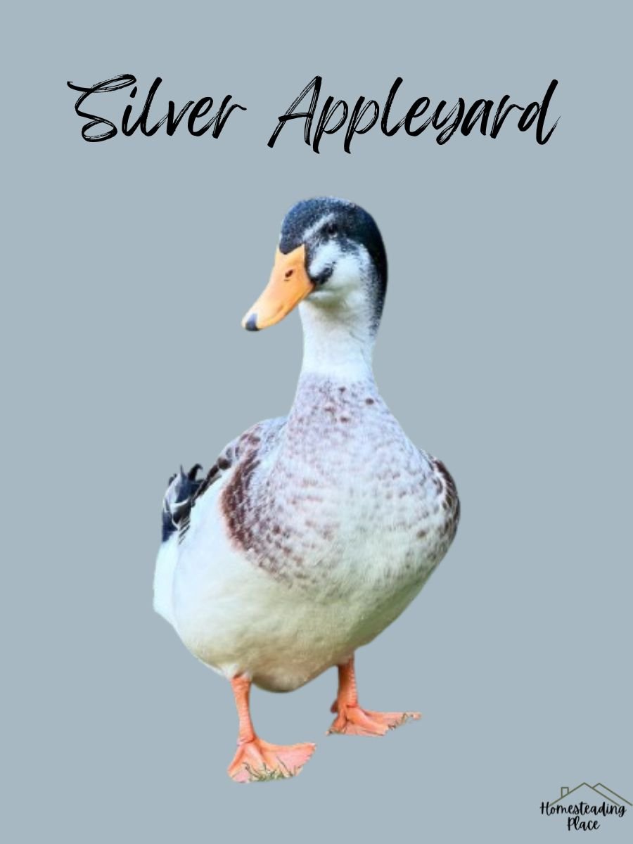 Silver Appleyard Duck