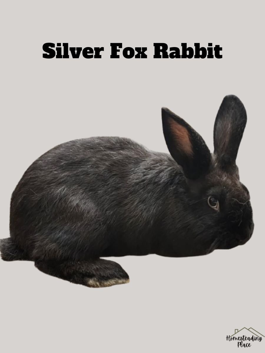 Silver Fox Rabbit