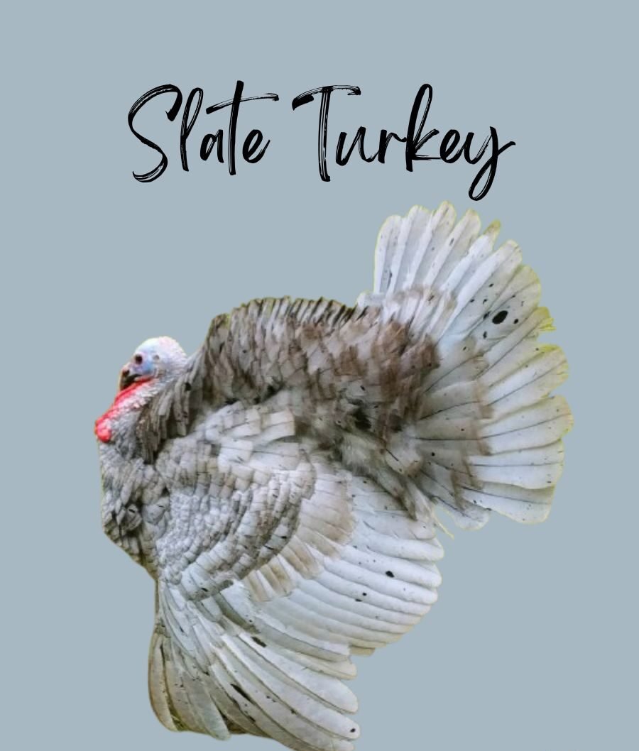 Slate Turkey